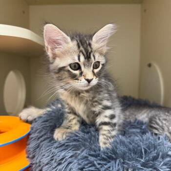 Pebbles -  Domestic Medium Hair Cat for Adoption in Bradenton, Florida - Pebbles | PetCurious
