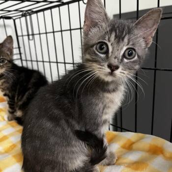 Paddy -  Domestic Short Hair Cat for Adoption in Houston, Texas - Paddy | PetCurious