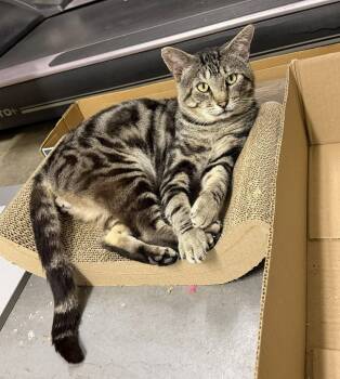 max -  Tabby and Domestic Short Hair Cat for Adoption in San Jose, California - Max | PetCurious