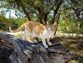 Rescue Domestic Short Hair Cats for Adoption in Fischer, Texas - Baxter | PetCurious