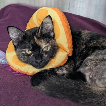 Cozy -  Domestic Short Hair Cat for Adoption in Reno, Nevada - Cozy | PetCurious