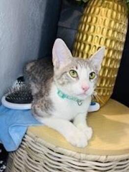 Rescue Tabby Cats for Adoption in Pinole, California - JASPER | PetCurious