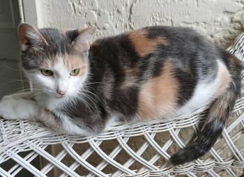 Mystery -  Calico Cat for Adoption in Lansdowne, Pennsylvania - Mystery | PetCurious