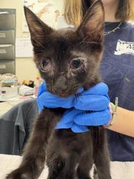 Jeff -  Domestic Short Hair Cat for Adoption in Palm Coast, Florida - Jeff | PetCurious