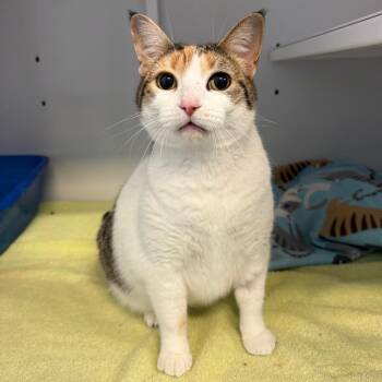Amelia -  Domestic Short Hair Cat Available for Adoption in Sarasota, Florida - Amelia | PetCurious