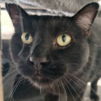Rescue Domestic Short Hair Cats for Adoption in Layton, Utah - Little Prince | PetCurious