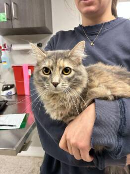 Domestic Medium Hair Cats Available for Adoption - Fluff | PetCurious