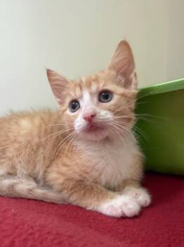 Breezy -  Domestic Short Hair Cat for Adoption in Pomona, New York - Breezy | PetCurious