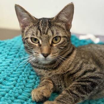 Domestic Short Hair Cats Available for Adoption - Locket | PetCurious