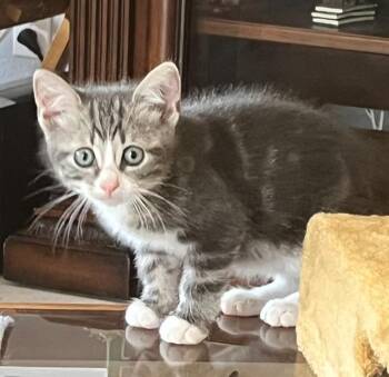Domestic Short Hair Cats Available for Adoption - Scout | PetCurious