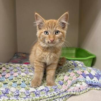 Judah -  Domestic Long Hair and Domestic Short Hair Cat for Adoption in Great Falls, Montana - Judah | PetCurious