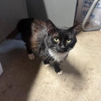 Rocky Jay -  Domestic Long Hair Cat for Adoption in Enterprise, Alabama - Rocky Jay | PetCurious