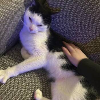 Ethan Hudson -  Domestic Short Hair Cat for Adoption in Merrifield, Virginia - Ethan Hudson | PetCurious