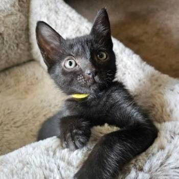 Sweet & Sour -  Domestic Short Hair Cat for Adoption in Pompano Beach, Florida - Sweet & Sour | PetCurious