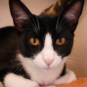 Jinx - Bonded to her sister Chloe and they must be adopted toget -  Tuxedo Cat for Adoption in Conroe, Texas - Jinx - Bonded To Her Sister Chloe And They Must Be Adopted Toget | PetCurious