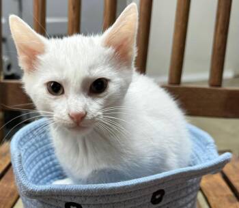 Rescue Domestic Short Hair Cats for Adoption in Beckley, West Virginia - Marshmallow Pie | PetCurious