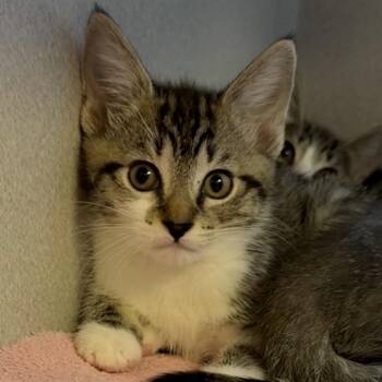 Paddy -  Domestic Short Hair Cat for Adoption in Pittsburgh, Pennsylvania - Paddy | PetCurious