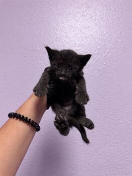 61237449 -  Domestic Short Hair Cat for Adoption in El Paso, Texas - 61237449 | PetCurious