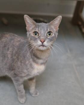Gretchen -  Domestic Short Hair Cat for Adoption in Boise, Idaho - Gretchen | PetCurious