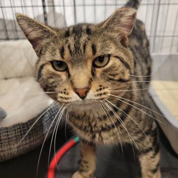 Winthrop -  Domestic Short Hair Cat for Adoption in St. Cloud, Minnesota - Winthrop | PetCurious