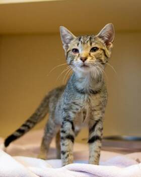 Lumina -  Domestic Short Hair Cat for Adoption in Chamblee, Georgia - Lumina | PetCurious
