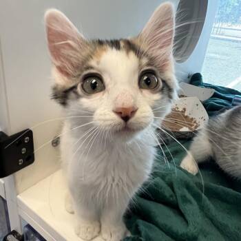 Bumble Bee -  Domestic Short Hair Cat for Adoption in Salt Lake City, Utah - Bumble Bee | PetCurious