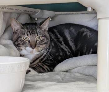 Domestic Short Hair Cats Available for Adoption in Kelowna, British Columbia - Rye | PetCurious