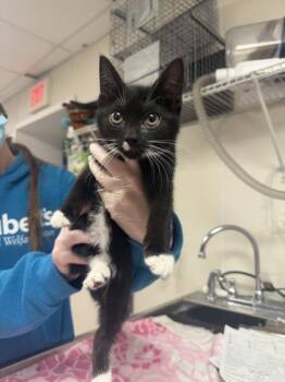 Rescue Domestic Short Hair Cats for Adoption in Morristown, New Jersey - Pumpernickel | PetCurious