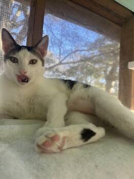 Vinny -  American Shorthair Cat Available for Adoption in Upper Township, New Jersey - Vinny | PetCurious