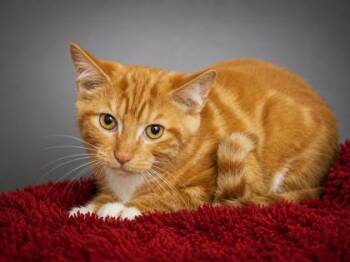 Hercules -  Domestic Short Hair Cat for Adoption in Bowling Green, Kentucky - Hercules | PetCurious