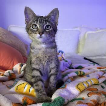 Domestic Short Hair Cats Available for Adoption - Denji | PetCurious