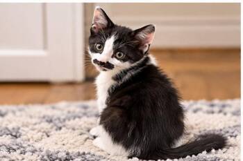 Wyatt -  Domestic Short Hair Cat for Adoption in Knoxville, Tennessee - Wyatt | PetCurious