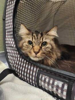 Domestic Short Hair Cats Available for Adoption - Merida | PetCurious