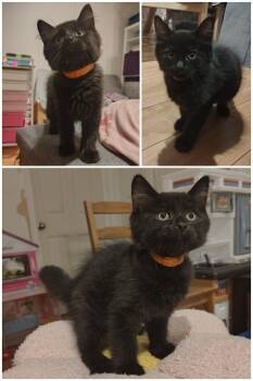 Luffy -  Domestic Short Hair Cat for Adoption in Delson, Quebec - Luffy | PetCurious