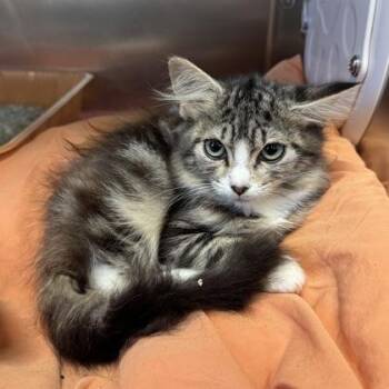 Vegemite -  Domestic Medium Hair Cat for Adoption in Richmond, Virginia - Vegemite | PetCurious