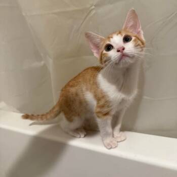 Rescue Domestic Short Hair Cats for Adoption in Tallahassee, Florida - Pumpkin Spice Latte | PetCurious