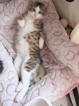 Rizzy -  Domestic Short Hair Cat for Adoption in Wading River, New York - Rizzy | PetCurious
