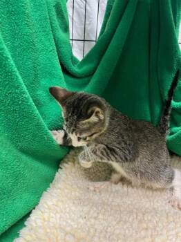 Rescue Domestic Short Hair Cats for Adoption in Winter Haven, Florida - COOK | PetCurious