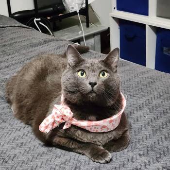 Espurr -  Domestic Short Hair and Russian Blue Cat for Adoption in West Palm Beach, Florida - Espurr | PetCurious