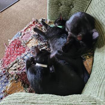 Midnight C11711 -  Domestic Short Hair Cat for Adoption - Midnight C11711 | PetCurious