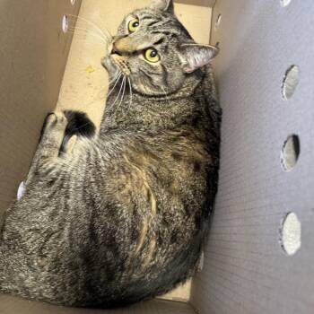 Beanz -  Domestic Short Hair Cat for Adoption in Philadelphia, Pennsylvania - Beanz | PetCurious