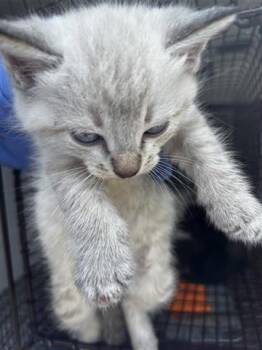 LORD PRINCIFER CROISSANT DCLXV -  Domestic Short Hair Cat for Adoption in Houston, Texas - LORD PRINCIFER CROISSANT DCLXV | PetCurious