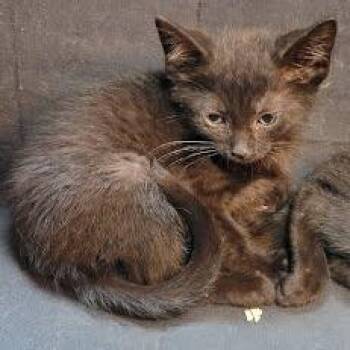Domestic Short Hair Cats Available for Adoption in South Elgin, Illinois - Dib | PetCurious