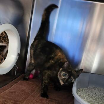 Paisley -  Domestic Short Hair Cat for Adoption in Walker, Michigan - Paisley | PetCurious