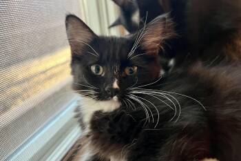 Maxwell -  Domestic Long Hair Cat for Adoption in Fountain Hills, Arizona - Maxwell | PetCurious