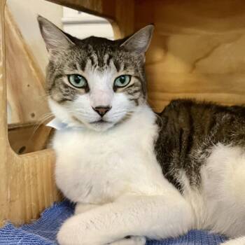 Loki -  Domestic Short Hair Cat Available for Adoption in Temecula, California - Loki | PetCurious