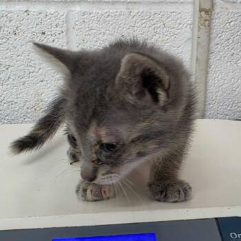 Cutie Patootie Pie -  Domestic Short Hair Cat for Adoption in Edinburg, Texas - Cutie Patootie Pie | PetCurious