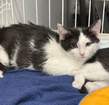 Jethro -  Domestic Short Hair Cat for Adoption in Roslyn Heights, New York - Jethro | PetCurious