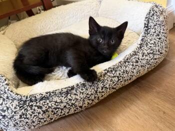 Domestic Short Hair Cats Available for Adoption in Harrisburg, Pennsylvania - Zane | PetCurious