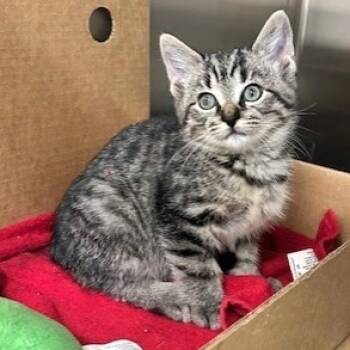 Rescue Domestic Short Hair Cats for Adoption - Tabitha | PetCurious